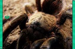  世界足球莱万多夫斯基 